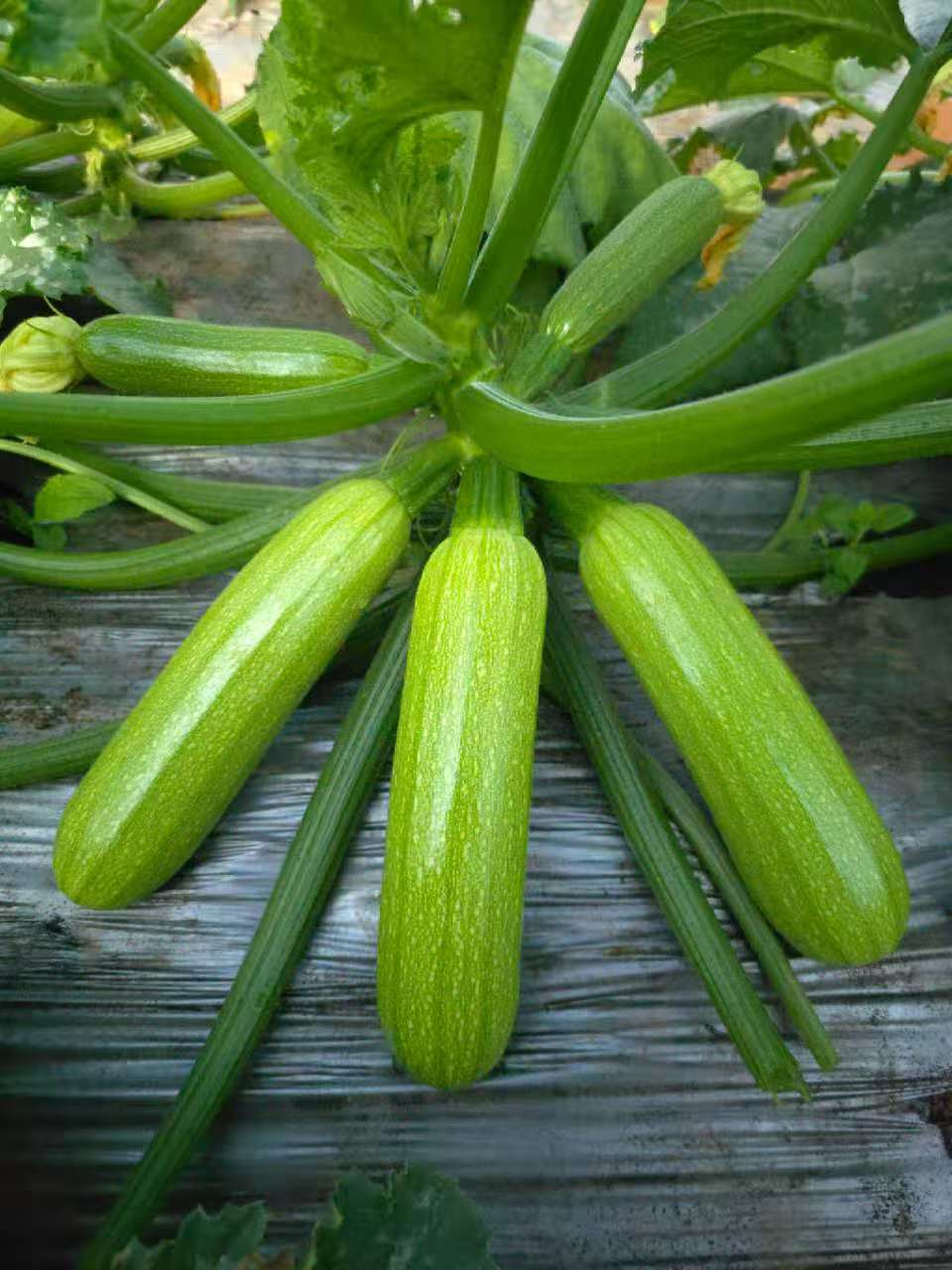 泰安西葫芦种子（系列）