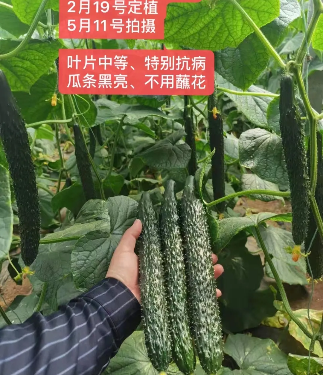 泰安黄瓜种子（系列）
